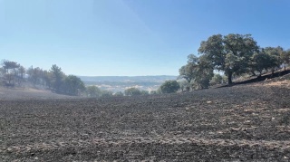 Kütahya Orman Yangını: 11 Saatlik Mücadele