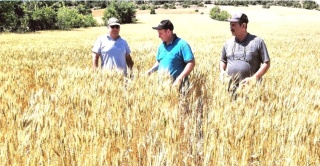 Kütahya'da Buğday Tarla Kontrolleri Tamamlandı