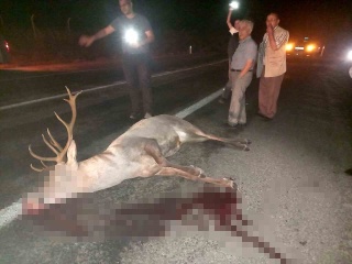 Kütahya'da Yaralı Geyik Kurtarıldı