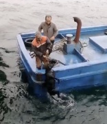 Lapseki'de Denize Düşen Köpeğin Kurtuluşu