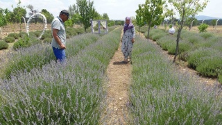 Lavanta Tarlasından Ekonomiye: Kütahya'nın Girişimci Çifti
