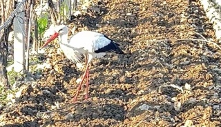 Leylek, Çiftçiye Yardım Etti