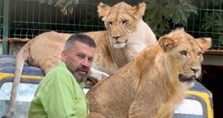 Manavgat'ta Kaçak Aslan Olayı ve Sonrası