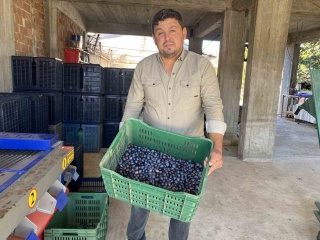 Manisa Alaşehir'de 2025 Zeytin Hasadı Başladı: Kalite ve Fiyatlar Yüz Güldürüyor