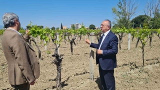 Manisa'da Don Afetinden Zarar Gören Üreticilere Destek