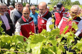 Manisa'da Don Zararının Yol Açtığı Felakette Üreticilere Destek