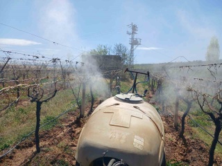 Manisa'nın Sarıgöl ilçesindeki Üzüm Bağları Üzerindeki Zirai Don Afetinden Sonra Üreticiler Normal İlaçlama Yapıyor