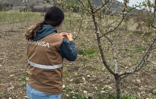 Manisa'nın Selendi İlçesinde Zirai Don Hasarı Tespit Ediliyor