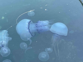 Marmara Denizi'nde Balıkçılığın Kâbusu: Müsilaj ve Denizanası