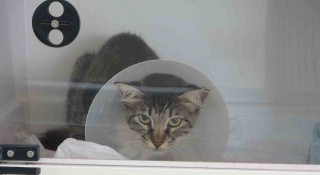 Mersin'de Sokak Kedisine Şiddet ve Ardından Gelişen Olaylar