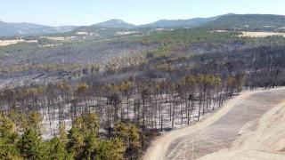 Mudurnu'da Orman Yangını: Bir Tutuklama