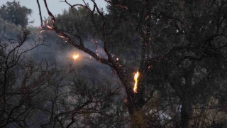 Muğla'da Düğün Konvoyunun Yol Açtığı Yangın