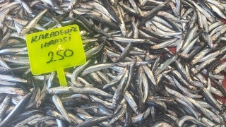 Muğla'da Karadeniz Hamsisi Sezonu Başladı