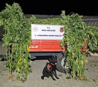 Muş'ta Jandarma Operasyonu: Kenevir Ele Geçirildi
