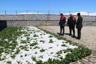 Nisan Ayındaki Kar Yağışı ve Zirai Don Erzincan'da Tarım Sektörünü Vurdu