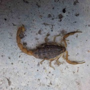 Osmancık'ta Akrep Tehlikesi