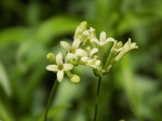 Paflagonya Belumotu: Bartın Üniversitesi’nin Yeni Keşfi