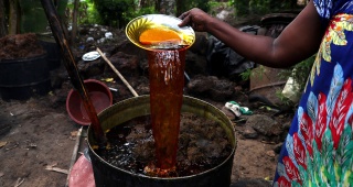 Palm Yağı: Geleceğin Altın Sıvısı