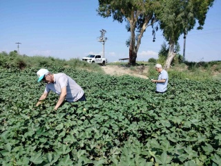 Pamuk Tarlalarında Umut Veren Gelişmeler