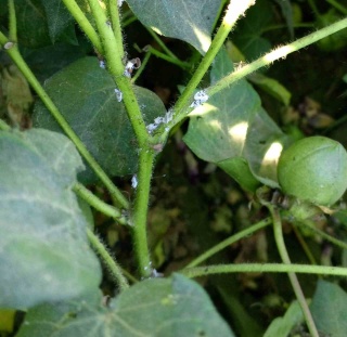 Pamuk Üreticilerine Pamuk Unlu Biti Uyarısı