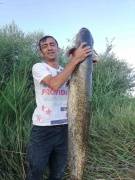 Sakarya Nehri'nde Dev Yayın Balığı Yakalandı!