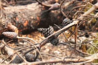 Sakarya'daki Orman Yangınında Heyecanlı Kurtarma