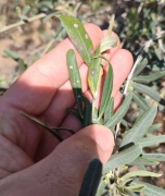 Salihli İlçe Tarım ve Orman Müdürlüğü'nden Zeytin Üreticilerine Uyarılar