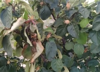 Salihli İlçesinde Ateş Yanığına Karşı Meyve Üreticileri Uyarıldı