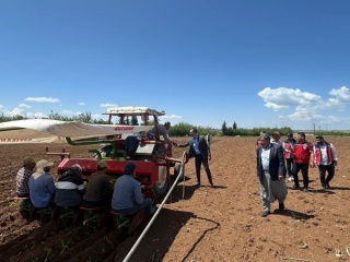 Samsat İlçesinde Ege Tipi Tütün Ekimleri Başladı