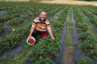Samsun’da Bir Yaşam Alanı: Gezen Tavuk ve Çilek Tarımı