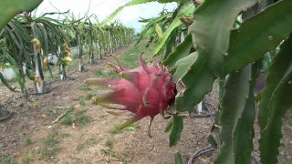 Samsun’da Ejder Meyvesi Hasadı: Neşe Özbek'in Başarı Hikayesi