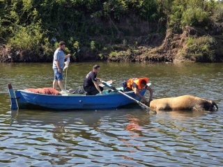 Samsun'da Irmağa Düşen Büyükbaş Hayvanın Talihsiz Sonu