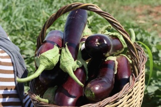 Şanlıurfa'da Ata Tohumlarıyla Yerel Ürün Hasadı