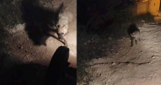 Şanlıurfa'da Eşsiz Sırtlan Karşılaşması