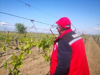 Sarıgöl İlçesi Don Afeti Sonrası Zararı Açıklandı