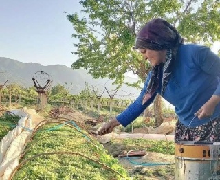 Sarıgöl ilçesindeki çiftçiler, 2025 yılı için tütün dikimi için hazırlıklara başladı