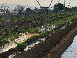 Sarıgöl'ün Bereketli Topraklarında Kış Hazırlığı