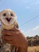Sıcaklardan Bunalan Peçeli Baykuşun Sığınması