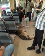 Sıcaktan Bunalan Köpeğin Tramvay Macerası