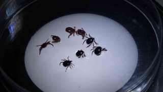 Sivas'ta Kırım Kongo Kanamalı Ateşi Vakaları