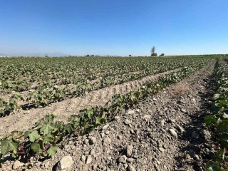 Söke Ovası'nda Pamuk Üreticilerinin Su Mücadelesi