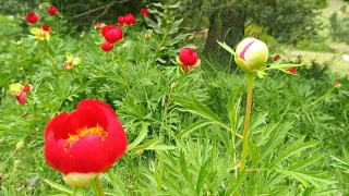 Spil Dağı'nda Yaban Gülü Olarak da Bilinen Şakayıklar Çiçek Açtı