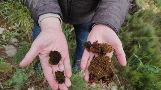 Tardigratların Gizemi: Geleceğe İklim ve Uzay Çözümü