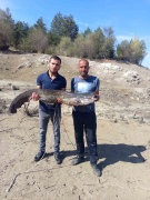 Taşköprü'de Dev Yayın Balığı Yakalandı!