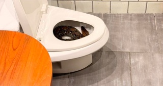 Tayland'da Evde Piton Paniği