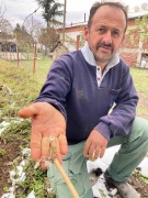 Tokat'ta Soğuk Hava Üzüm Bağlarına ve Ceviz Ağaçlarına Zarar Verdi