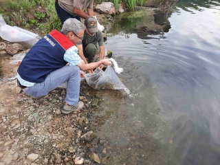 Topuk Yaylası Göletine 100 Bin Sazan Yavrusu Salındı