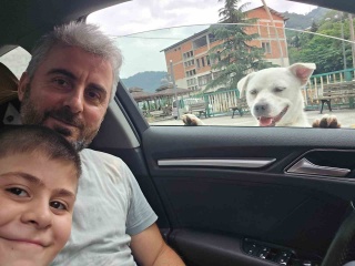 Trabzon'un Sadık Sokak Köpeği: Esnafa Dost Oldu