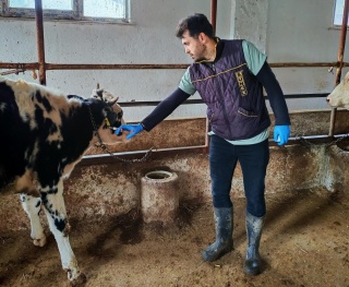 Trakya'da Sağlıklı Hayvancılık İçin Aşılama