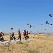 Tunceli'de Yaban Hayatını Canlandıran Keklikler